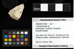 Foto (Objekt + Etiketten) von ? Goniodromites sp. 